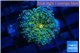 Ricordea yuma green 1 polyp WYSIWYG acclimaté