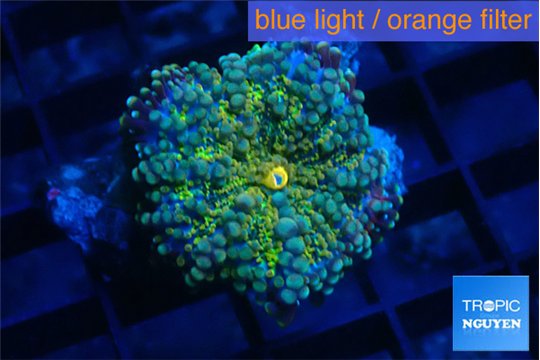 Ricordea yuma green 1 polyp WYSIWYG acclimaté