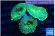 Rhodactis lemon green 3 polyps WYSIWYG acclimaté