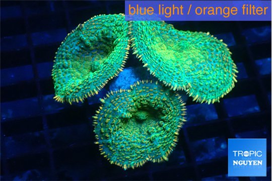 Rhodactis lemon green 3 polyps WYSIWYG acclimaté