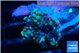 Ricordea yuma purple small polyp 1 polyp WYSIWYG acclimaté