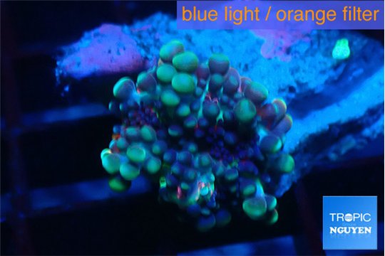 Ricordea yuma purple small polyp 1 polyp WYSIWYG acclimaté