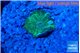 Discosoma neon green small polyp 1 polyp WYSIWYG acclimaté