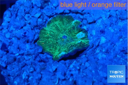 Discosoma neon green small polyp 1 polyp WYSIWYG acclimaté