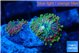 Ricordea yuma green purple 2 polyps WYSIWYG acclimaté