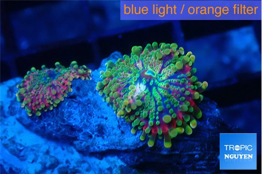 Ricordea yuma green purple 2 polyps WYSIWYG acclimaté