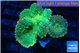 Rhodactis lemon green 4 polyps WYSIWYG acclimaté