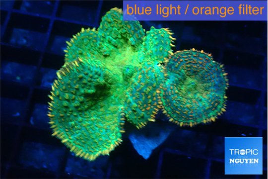 Rhodactis lemon green 4 polyps WYSIWYG acclimaté