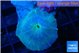 Discosoma avatar deep blue 1 polyp WYSIWYG acclimaté