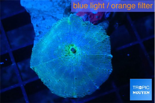Discosoma avatar deep blue 1 polyp WYSIWYG acclimaté