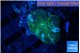 Discosoma golden fusion & blue flame 1 polyp WYSIWYG acclimaté