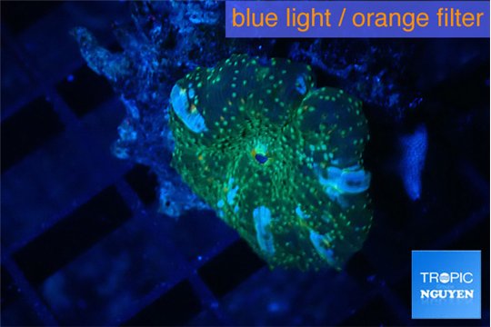 Discosoma golden fusion & blue flame 1 polyp WYSIWYG acclimaté