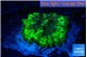 Ricordea yuma neon green ufo 1 polyp WYSIWYG acclimaté