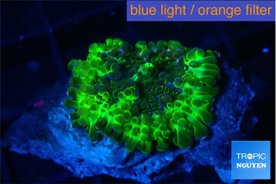 Ricordea yuma neon green ufo 1 polyp WYSIWYG acclimaté