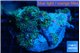 Ricordea yuma purple green 5-6 polyps WYSIWYG acclimaté