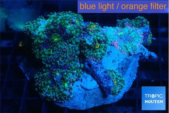 Ricordea yuma purple green 5-6 polyps WYSIWYG acclimaté