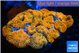 Rhodactis red magma 7-10 cm WYSIWYG acclimaté