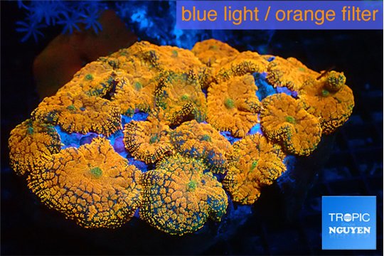 Rhodactis red magma 7-10 cm WYSIWYG acclimaté