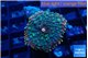 Ricordea yuma purple green 1 polyp WYSIWYG acclimaté