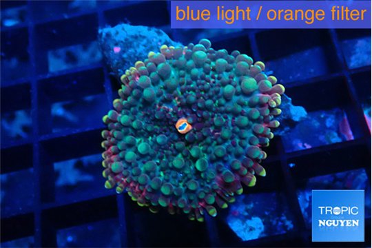 Ricordea yuma purple green 1 polyp WYSIWYG acclimaté
