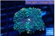 Ricordea yuma purple green 1 polyp WYSIWYG acclimaté