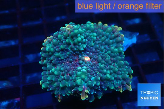 Ricordea yuma purple green 1 polyp WYSIWYG acclimaté