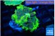 Ricordea yuma neon green ufo 1 polyp WYSIWYG acclimaté