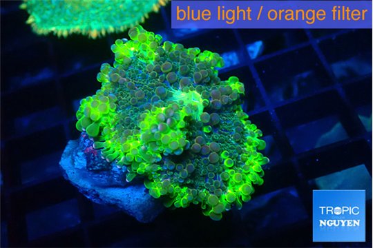 Ricordea yuma neon green ufo 1 polyp WYSIWYG acclimaté