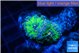 Ricordea yuma green 1 polyp WYSIWYG acclimaté