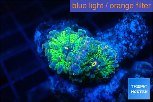 Ricordea yuma green 1 polyp WYSIWYG acclimaté