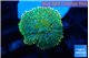 Rhodactis lemon green 1 polyp WYSIWYG acclimaté