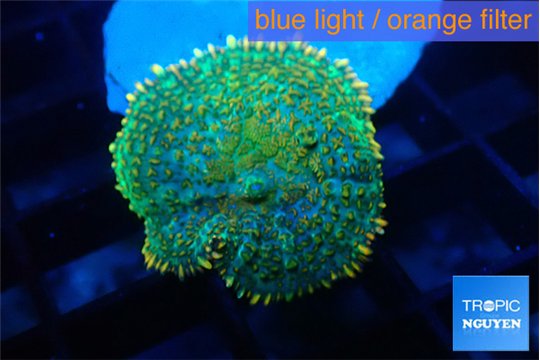 Rhodactis lemon green 1 polyp WYSIWYG acclimaté
