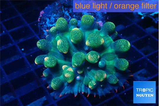 Rhodactis oscilufera green & orange tip bubbles 4-6 cm WYSIWYG acclimaté
