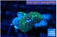 Discosoma golden fusion & blue flame small polyp 2 polyps WYSIWYG acclimaté