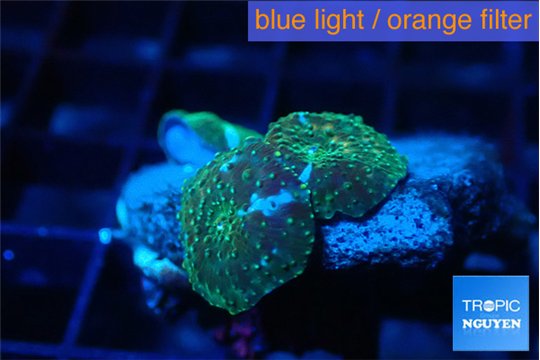 Discosoma golden fusion & blue flame small polyp 2 polyps WYSIWYG acclimaté