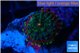 Ricordea yuma tricolor 1 polyp WYSIWYG acclimaté