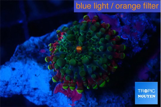 Ricordea yuma tricolor 1 polyp WYSIWYG acclimaté