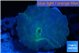 Discosoma avatar deep blue 1 polyp WYSIWYG acclimaté