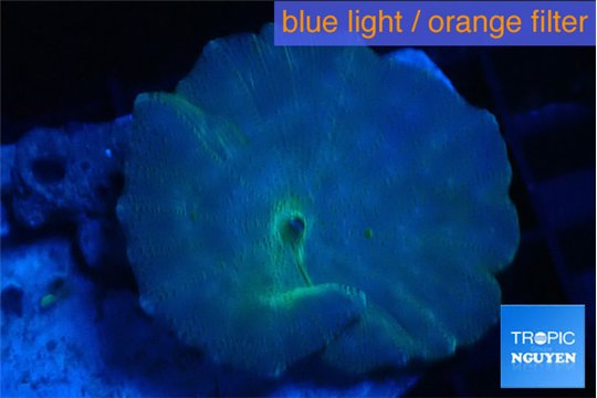 Discosoma avatar deep blue 1 polyp WYSIWYG acclimaté