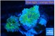 Ricordea yuma green 2 polyps WYSIWYG acclimaté