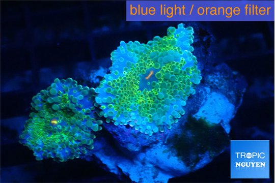 Ricordea yuma green 2 polyps WYSIWYG acclimaté