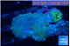 Discosoma avatar deep blue + Ricordea yuma green 2 polyps WYSIWYG acclimaté