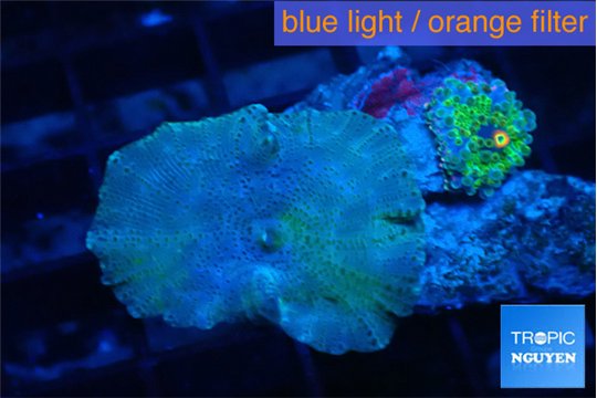 Discosoma avatar deep blue + Ricordea yuma green 2 polyps WYSIWYG acclimaté