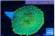 Rhodactis lemon green 1 polyp WYSIWYG acclimaté