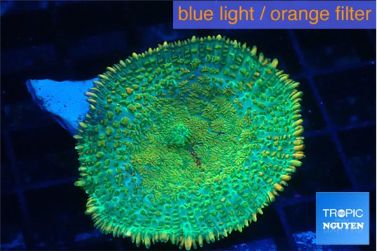 Rhodactis lemon green 1 polyp WYSIWYG acclimaté