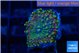 Ricordea yuma tricolor 1 polyp WYSIWYG acclimaté