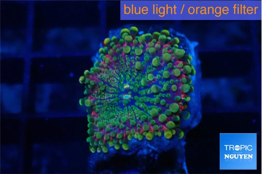 Ricordea yuma tricolor 1 polyp WYSIWYG acclimaté
