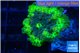 Ricordea yuma neon green ufo 1 polyp WYSIWYG acclimaté
