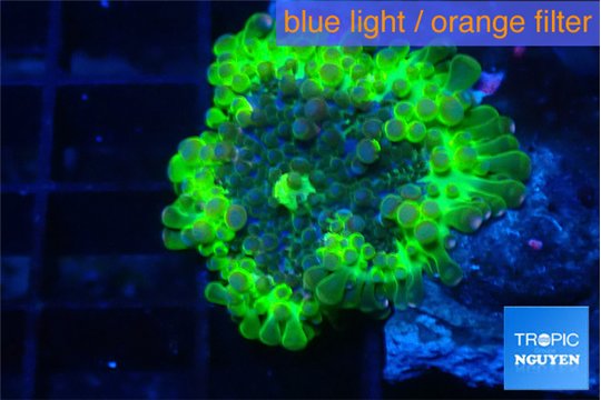Ricordea yuma neon green ufo 1 polyp WYSIWYG acclimaté