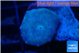 Discosoma avatar deep blue 1 polyp WYSIWYG acclimaté